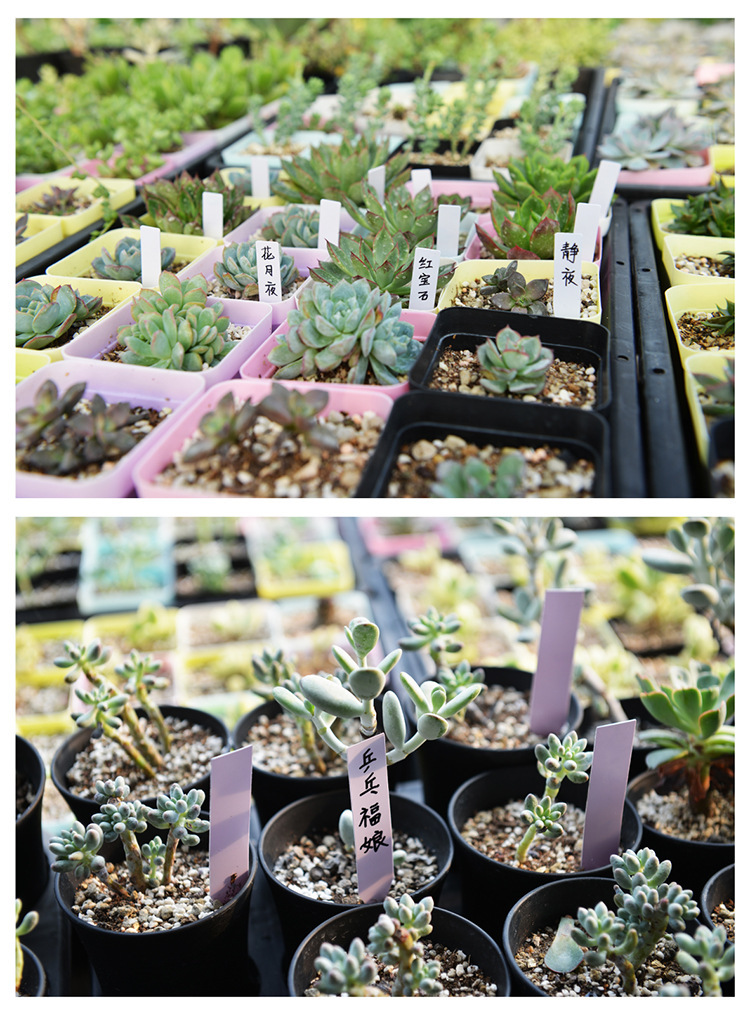 一字插地标签_09