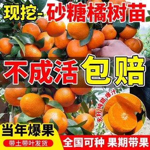 Orange Tree with Fruit and Pot, Potted Plant with Fruit in the Same Year, Planted in the North and South, One-Year-Old Seedlings, Shatang Orange Saplings