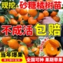 地栽盆栽种植桔子树树苗