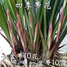 �m�����Ď��������Ի��ܽ��m�ļ����B�����ϷN�S��ʺ�Gֲ����