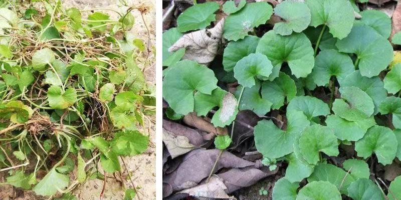 Dried Centella Herb Ji Xue Cao 500g Sliced Gotu Kola Botanical for Tea and Decoction quality and texture