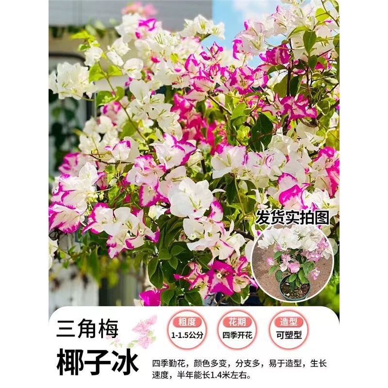 [꽃과 함께 배송되며 수령 즉시 즐겨보세요] 코코넛 아이스 부겐빌레아 40- 50cm (신종)