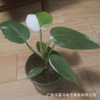 [Direct supply of the base] Jinhua White Princess Green Velvet INS indoor northern European net red and green potted flowers are rare