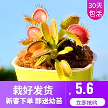 食人花种子 食人花种子品牌 图片 价格 食人花种子批发 阿里巴巴