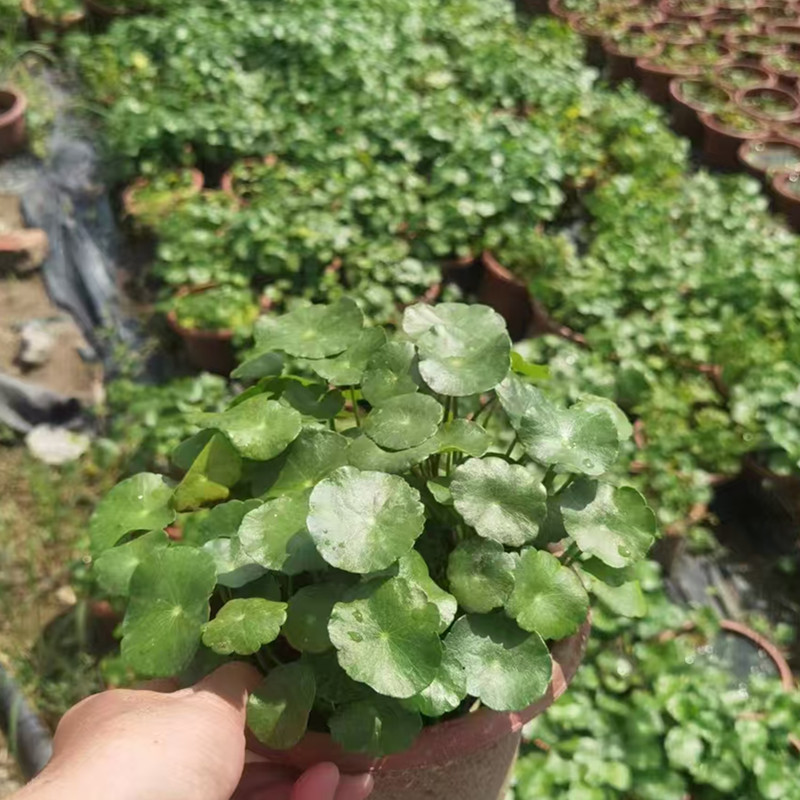 铜钱草水培植物盆栽室内小绿植花卉水养金钱草籽水生四季好养带叶
