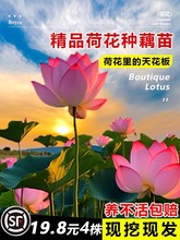 ^pɻˮBʳɏźNɏ˯ɏܷNˮֲ