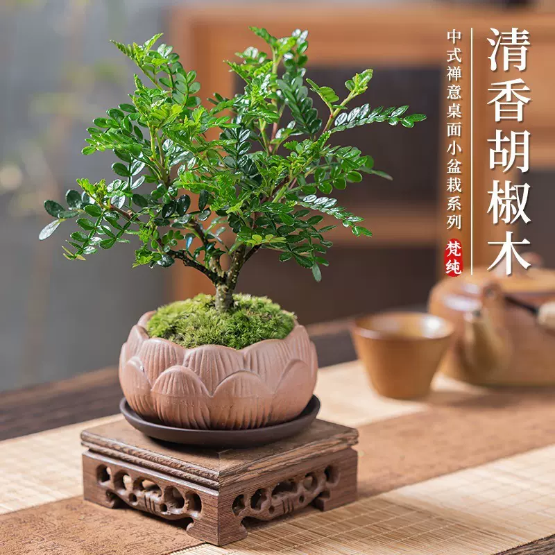 清香型胡椒木盆栽绿植物办公室内花卉树苗盆景防驱蚊虫九里香老桩