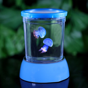 Jellyfish Live Baby Student Dormitory Suitable for Children and Kidsren Domestic Rare Red Moon Lazy Pet Animals