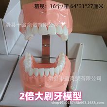 牙齿模型模具早教刷牙牙模标准教具幼儿园教刷牙儿童宝宝口腔教学