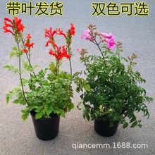攀爬植物鞭炮花苗盆栽爬藤炮仗花树苗攀援花卉凌霄苗庭院别墅阳台