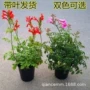 攀爬攀援庭院凌霄炮仗花