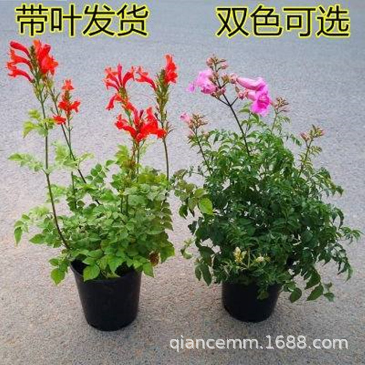 攀爬植物鞭炮花苗盆栽爬藤炮仗花树苗攀援花卉凌霄苗庭院别墅阳台