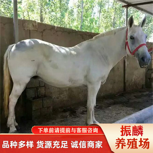 �R���w���� ��Ѫ�R�R�x ���w�T���R���R �Z���õ��R�����X С���R