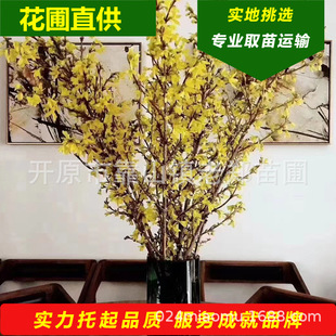 ӭr֦ ˮ_֦ˮr|BN̽ R