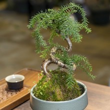 叶千叶澳洲杉苔玉球四季常绿微盆景新中式禅意好养活