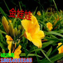 ���l����� ���n�� �ͺ����� ���������С�绨������ͥԺ�G��