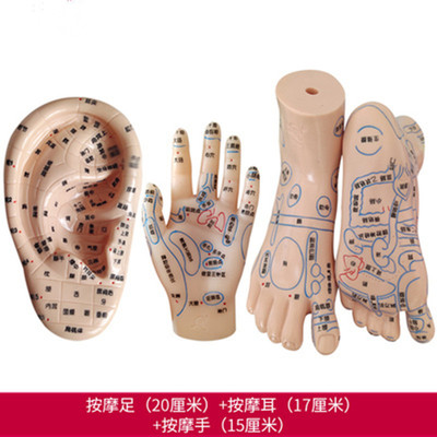 手足部耳朵模型經絡穴位反射區腳底按摩推拿清晰刻字中醫教學參考