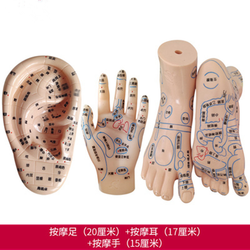 手足部耳朵模型經絡穴位反射區腳底按摩推拿清晰刻字中醫教學參考