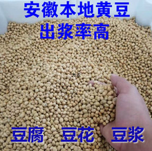 2024新豆安徽黄豆 做豆腐豆花豆浆 黄豆10斤装