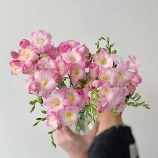 Freesia Seeds, Alyssum Bulbs, Ginger Flower Perennial Bulbous Flowering Plants, Potted Garden Varieties