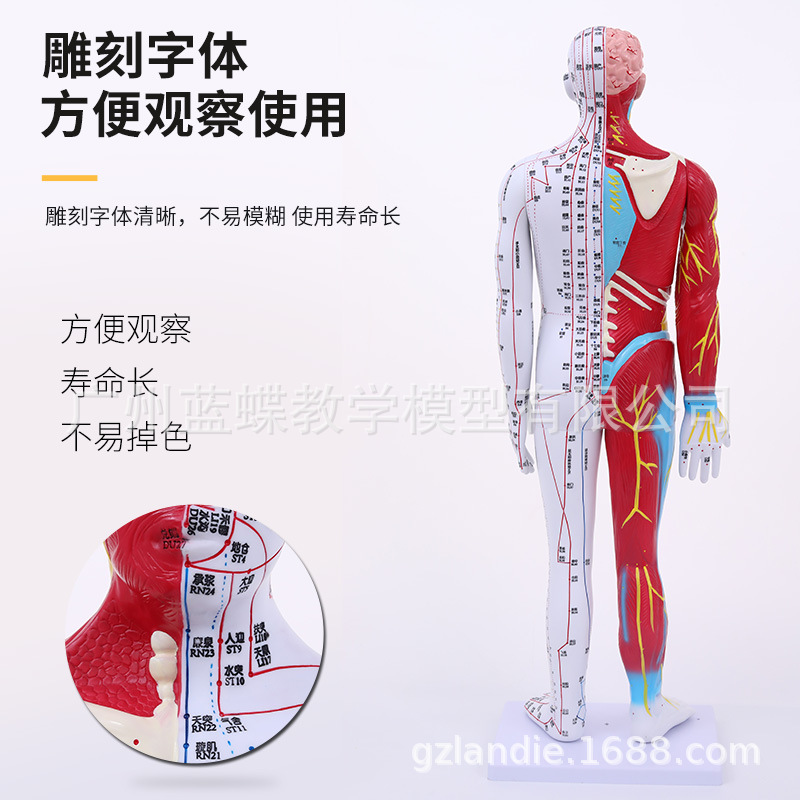 85半皮半骨针灸人-主图3
