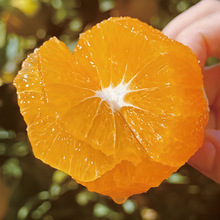 供应秭归九月红果冻橙当季新鲜水果橙子3斤5斤9斤装果园现摘直发