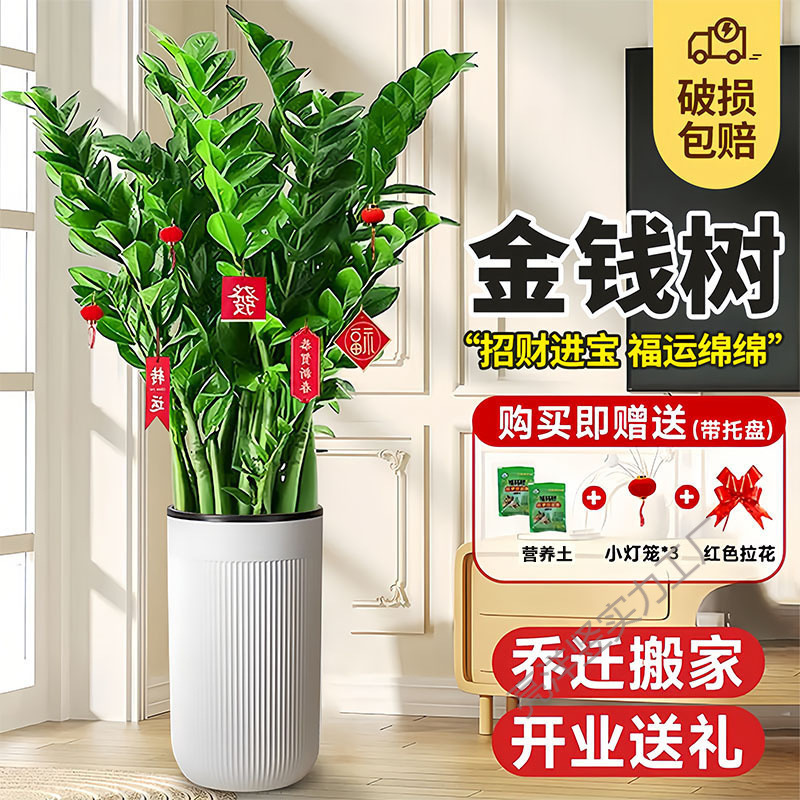 Money Tree Potted Plant for Living Room, Large Indoor Green Plant, Easy to Care For, Suitable for New House, Housewarming, Moving, Floor Plant to Attract Wealth and Prosperity