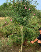 һ�����lľ�Ȼ�����ֱ��ͥԺ�@�־G��ɫ�K�繤�̾G�hֲ���^�p����