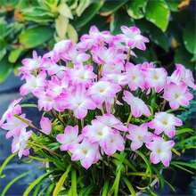 �[�m�����L���m�²��m�[ɏʯ��ͥԺ�e�����ܾG�����҃����^���Gֲ