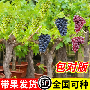 ꖹ�õ�����ј�o�˾޷����ј��ϱ����Nֲ�����ͺ����٘�����