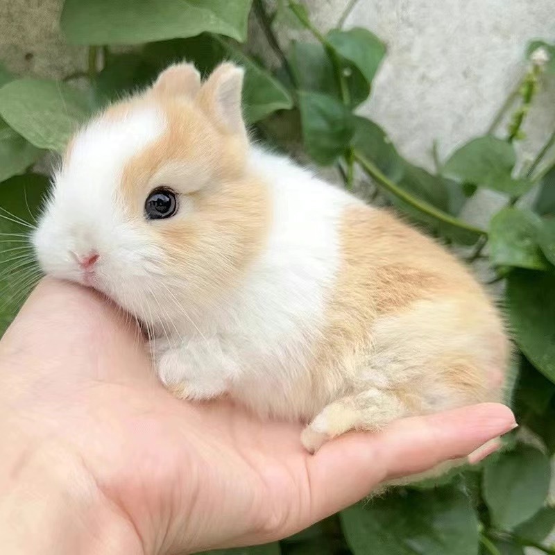 小さなウサギ、生きているノームウサギ、成長しない、ミニプリンセス、オランダ垂れ耳ウサギ、ティーカップウサギ、飼い慣らされたペットウサギ|undefined