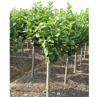 �������l �����m  �����m�� �a��ֱ�� ����r�� Ҏ���Rȫ