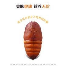 东北特产柞蚕蛹新鲜大黄蚕蛹黄蚕蛹茧蛹蚕蛹鲜蝉蛹活大黑蚕蛹500g