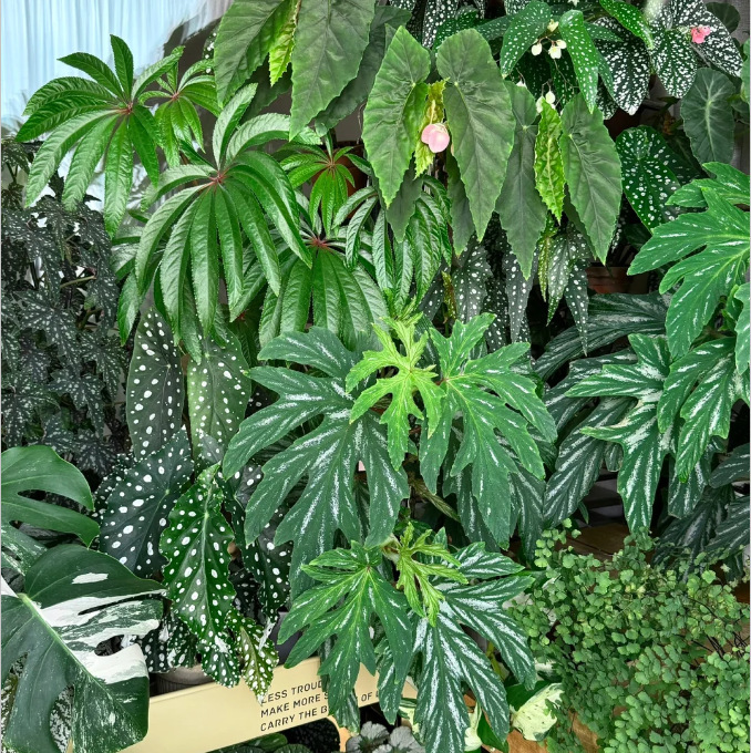Lannuo Bamboo Begonia Collection ② Indoor Desktop Shade-Tolerant Green Plants Potted Flowers Basic Wholesale Dropshipping Lannuo Bamboo Begonia Collection ② Indoor Desktop Shade-Tolerant Green Plants Potted Flowers Basic Wholesale Dropshipping
