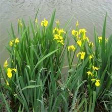 基地供应菖蒲  黄花鸢尾 黄菖蒲花 水生植物 湿地绿化 净化水质