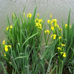 ���ع�������  �S���Sβ �S���ѻ� ˮ��ֲ�� ��ؾG�� ����ˮ�|