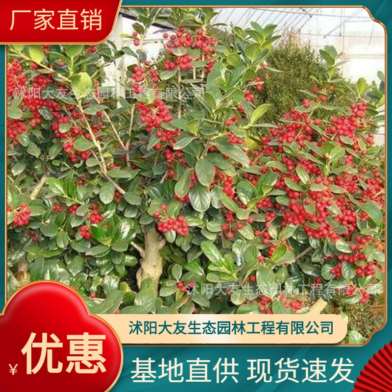 Базовая оптовая продажа Самодельный красный фрукт Ilex Рассада Живописный район Ландшафтный дизайн Дорожный садовый проект Озеленение рассады