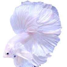 泰国斗鱼懒人网红宠物仙女款半月纯白超美斗鱼热带观赏鱼好养耐活