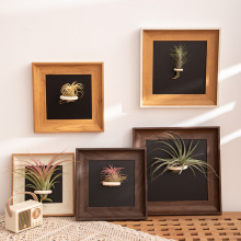 空气凤梨磁吸款相框摆台装饰画客厅桌面绿植摆件生日送朋友挂墙框
