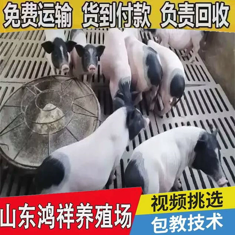 Шаньдунская свиноводческая ферма Bama, долгосрочная оптовая продажа маленьких ароматных свиней Bama, живая ароматная свинья, цена на ароматную свинью, свинья на свободном выгуле