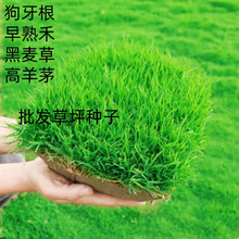 草坪草籽四季常青护坡狗牙根庭院地毯草种子绿化马尼拉黑麦草皮孑