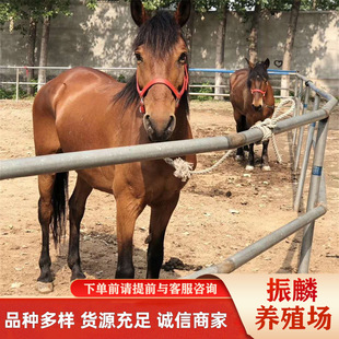 ���K�T���R����ʲôƷ�N���Rƥ �R �����R ��Ѫ�R�r��