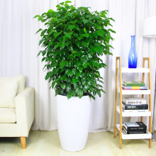 G  Ҹ k҃ ͏dhҴGֲ辰Gֲ