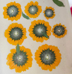 創意清新手作押し花手帳資材ミニひまわりドライフラワーステッカー花びら化粧植物標本エンボス