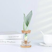 ˮ��ֲ�ﴺ��Ƥ�m����ɼ�҃������k����ֲ��С���Ժ��B�҃Ȼ�