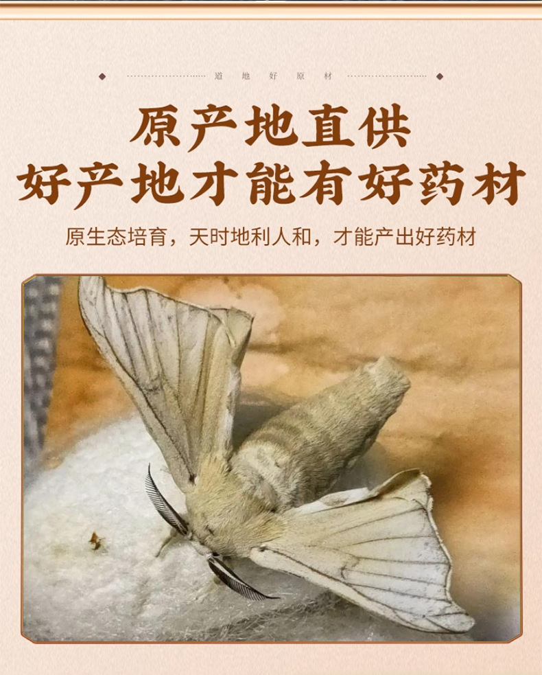 Dried Male Silkworm Moth Bombyx Mori 500g Traditional TCM Herb for Wine Infusion key features