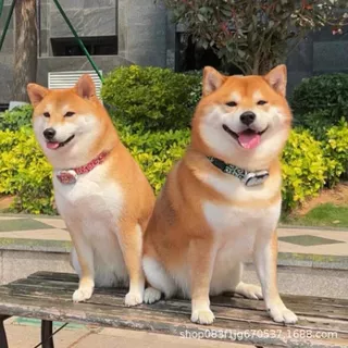 批发柴犬幼犬活体狗狗纯种柴犬幼崽小狗宠物犬中型犬伴侣犬护卫犬