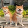 纯种幼犬活体小狗伴侣犬