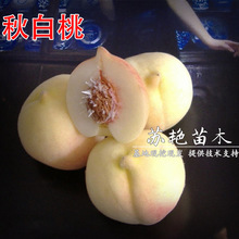 ����Ҙ��� �޽����� �����Ҙ��y�����箔��Y���Ϸ������Nֲ����