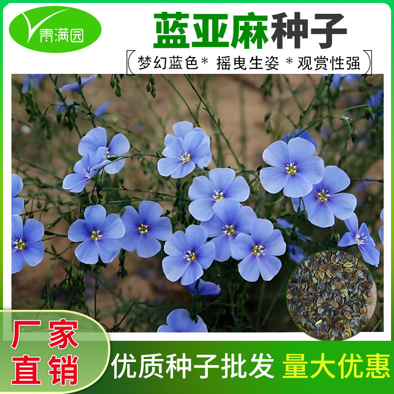 Blue Flax Seeds Are Cold-Resistant and Shade-Tolerant, Spring & Fall Sowing Blue Flax Flower Seeds, Garden Landscape Potted Courtyard Seeds Blue Flax Seeds Are Cold-Resistant and Shade-Tolerant, Spring & Fall Sowing Blue Flax Flower Seeds, Garden Landscape Potted Courtyard Seeds